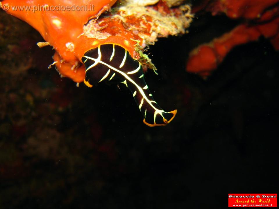 Djibouti - Diving a Djibouti - 22.jpg